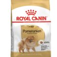 Adult-Pomeranian-Over-8-Months-Old