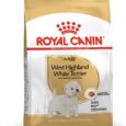 Adult-West-Highland-White-Terrier-Up-10-Months-Old