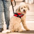 JULIUS-K9 IDC® Powerharness Red Size L1 (1)