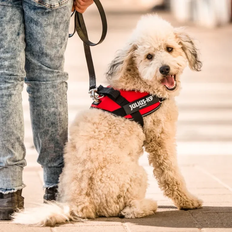JULIUS-K9 IDC® Powerharness Red Size L1 (1)