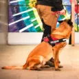 JULIUS-K9 IDC® Powerharness Red Size L1 (3)