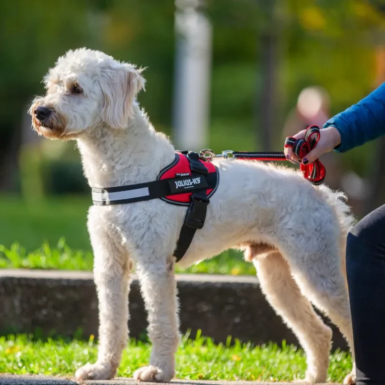 JULIUS-K9 IDC® Powerharness Red Size L1 (4)
