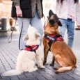 JULIUS-K9 IDC® Powerharness Red Size L1 (6)