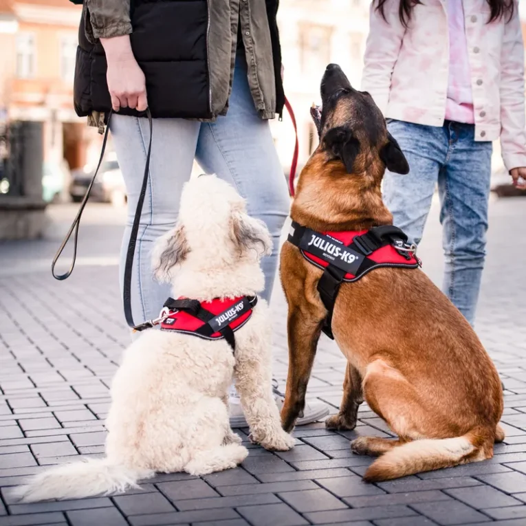 JULIUS-K9 IDC® Powerharness Red Size L1 (6)