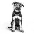 royal-canin-maxi-junior-breed