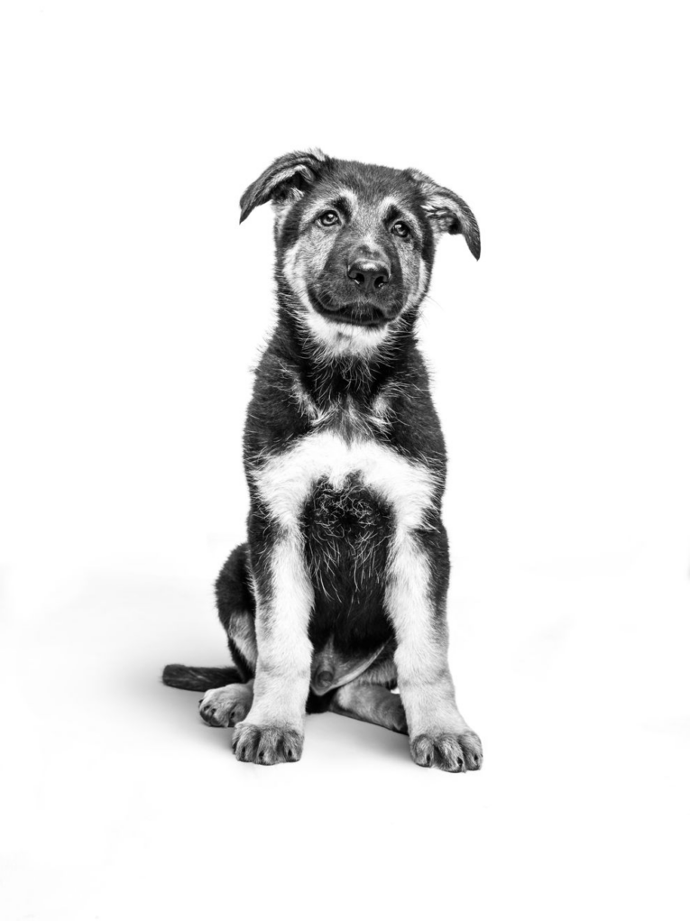 royal-canin-maxi-junior-breed
