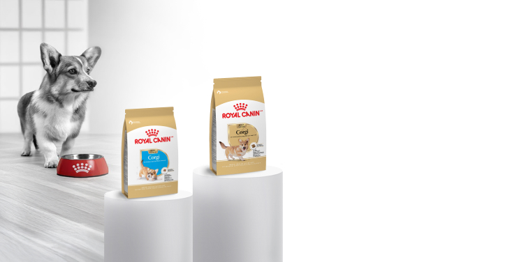 royal-canin-maxi-junior-puppy-eating