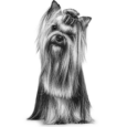 royal-canin-yorkshire-adult-emblem