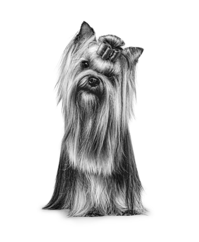 royal-canin-yorkshire-adult-emblem