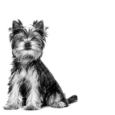 royal-canin-yorkshire-junior-breed