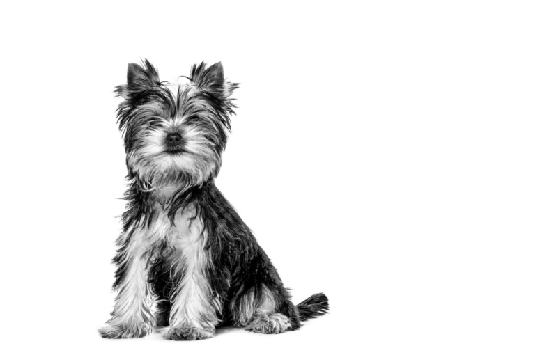 royal-canin-yorkshire-junior-breed