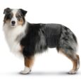 3372 0000 Male Dog Nappy Medium kopie