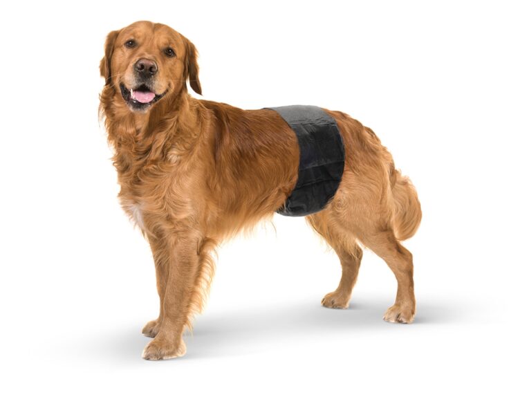 3373 0000 Male Dog Nappy Large kopie