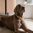 copenhagen-vegan-leather-dog-collar-870457_1300x