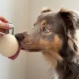 silicone-dog-treat-training-pouch-holder-dispenser-food-grade