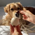 treat-pouch-dog-cream