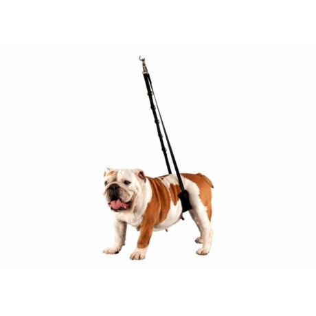 Show Tech Comfort Bellyband for Small Dogs