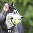 KONG AIR SQUEAKER TENNIS BALL WTH ROPE 2