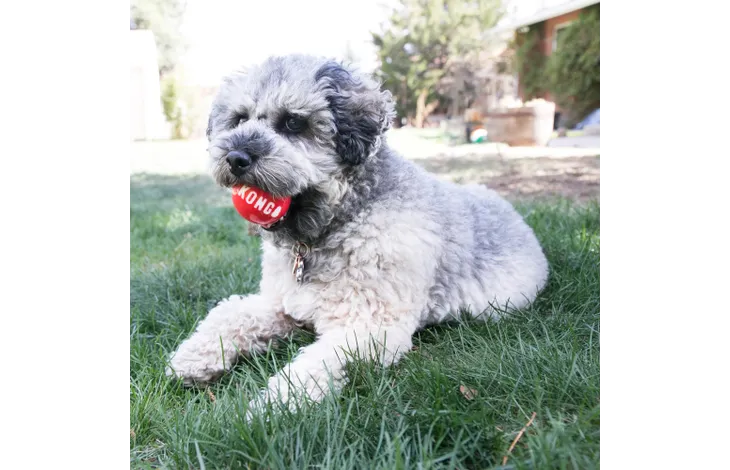 KONG Toy Signature Ball Mix