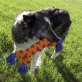 KONG Rope Rally Bone 2