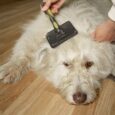 dog-brushing-shiny-coat
