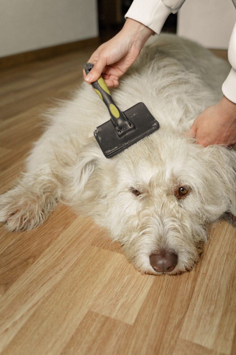 dog-brushing-shiny-coat