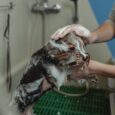 dog-grooming-bath-lifestyle