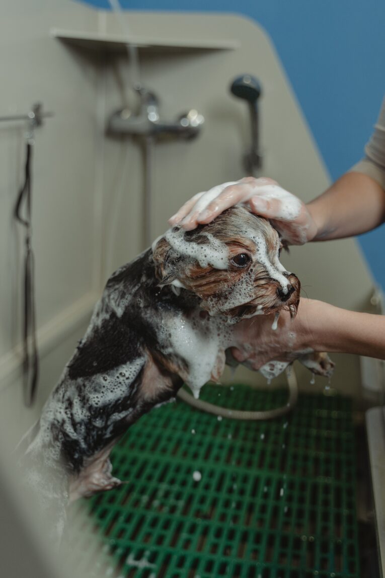 dog-grooming-bath-lifestyle