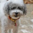 dog-wearing-collar-lifestyle
