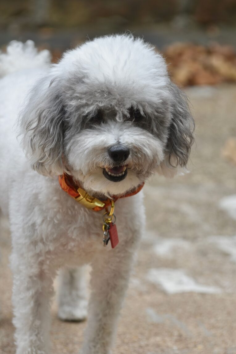dog-wearing-collar-lifestyle