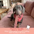 A_Contents_Himalayan_Yak_Chew_Strawberry_4472_x_4472_px_8