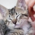Acana First Feast Kitten Dry Cat Food - Kitten