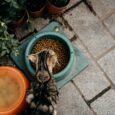 cat-eating-lifestyle