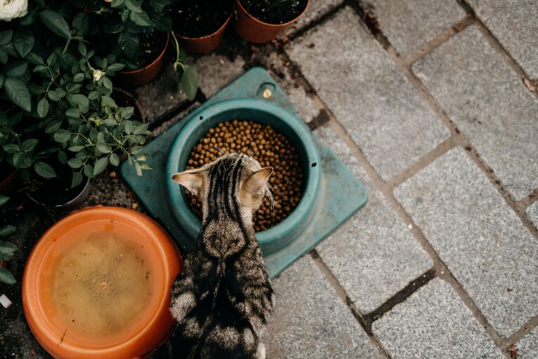 cat-eating-lifestyle