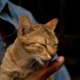 cat-licking-treat-lifestyle