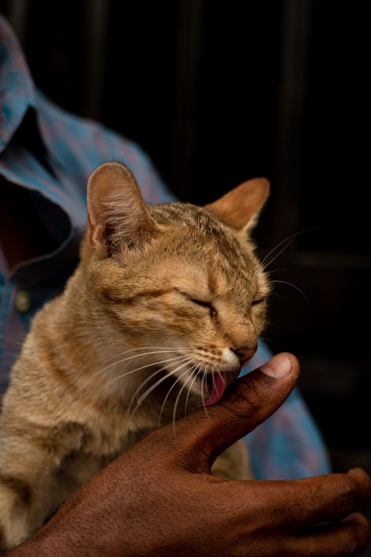 cat-licking-treat-lifestyle