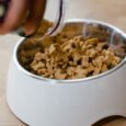 dog-treat-lifestyle