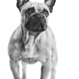 royal-canin-french-bulldog-adult-emblem