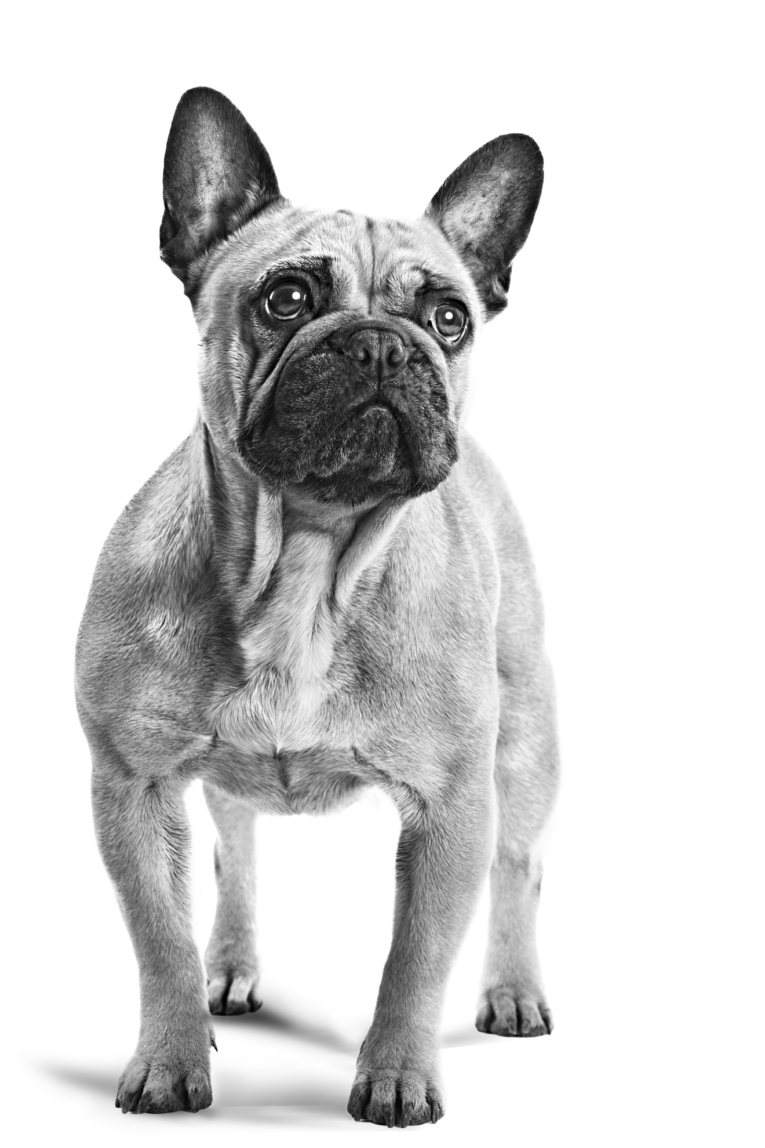 royal-canin-french-bulldog-adult-emblem