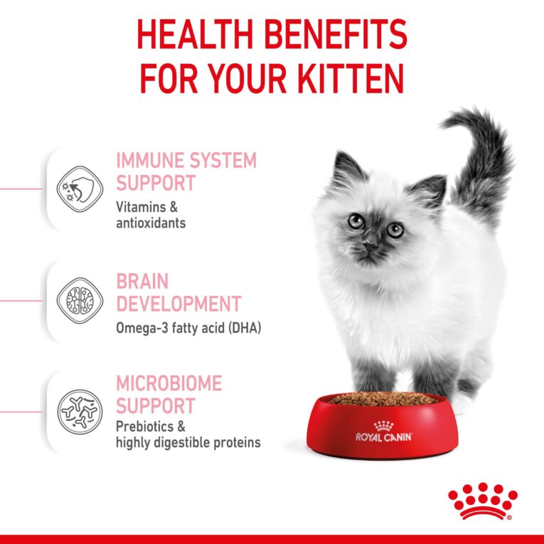 Kitten eating Royal Canin Kitten dry food from bowl