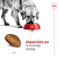 Royal Canin Maxi Adult - large breed dog eating from bowl