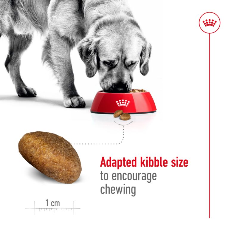 Royal Canin Maxi Adult - large breed dog eating from bowl