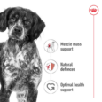 Royal Canin Medium Adult benefits - medium breed dog