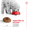 Royal Canin Mini Ageing 12+ - dog eating kibble