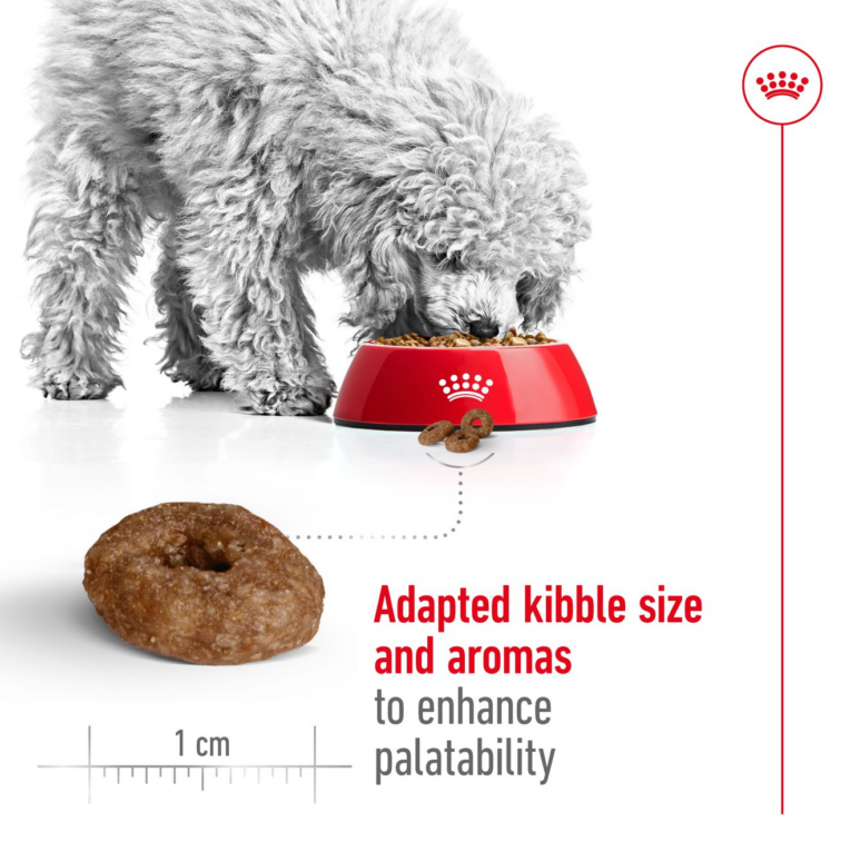 Royal Canin Mini Ageing 12+ - dog eating kibble