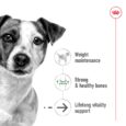 Royal Canin Mini Ageing 12+ benefits