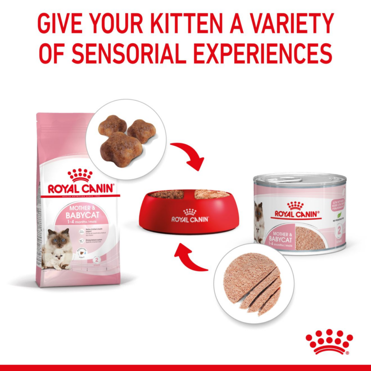 Royal Canin Mother and Babycat Mousse - sensorial variety dry and wet pairing