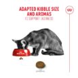 royal-canin-protein-exigent-cat-eating